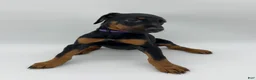 Doberman Pinscher dogs for sale: FULL AKC - Purple - Ad 8