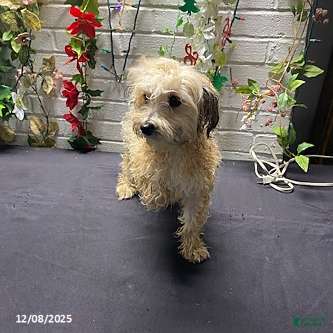 Havapoo dogs for sale: Blondie - Ad 2