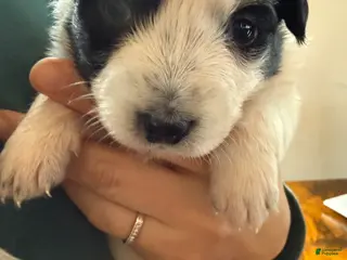 Mixed Breed dogs Blanca - Ad 33