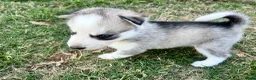Siberian Husky dogs for sale: Gemeni - Ad 2