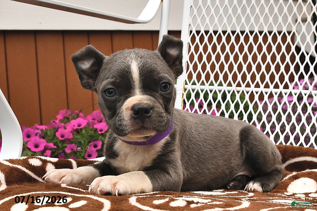 Boston Terrier dogs Luna  - Ad 1
