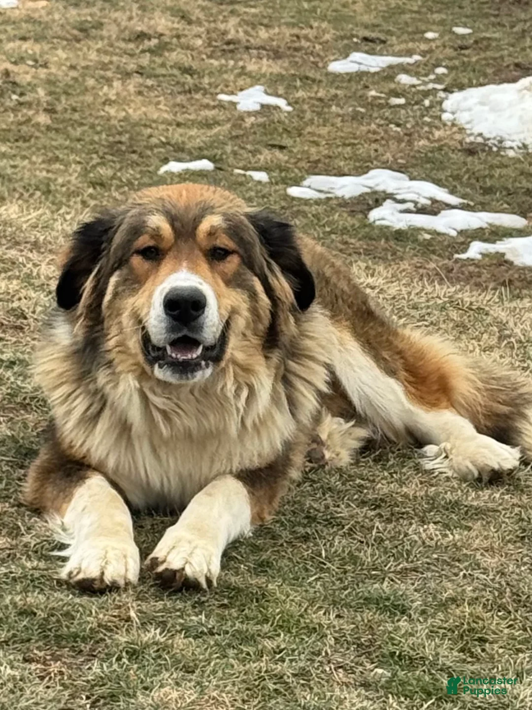 Mixed Breed dogs for sale: Bandit - Ad 13