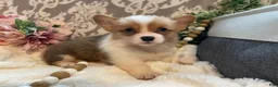 Welsh Corgi Pembroke dogs for sale: Summer - Ad 6