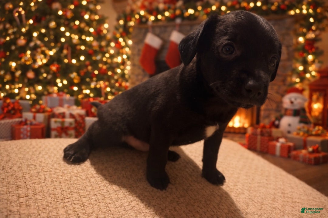 Chiweenie dogs for sale: Chiweenie Puppy 1 - Ad 1