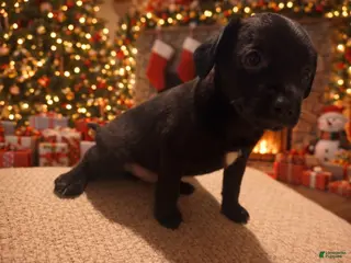 Chiweenie dogs Chiweenie Puppy 1 - Ad 4