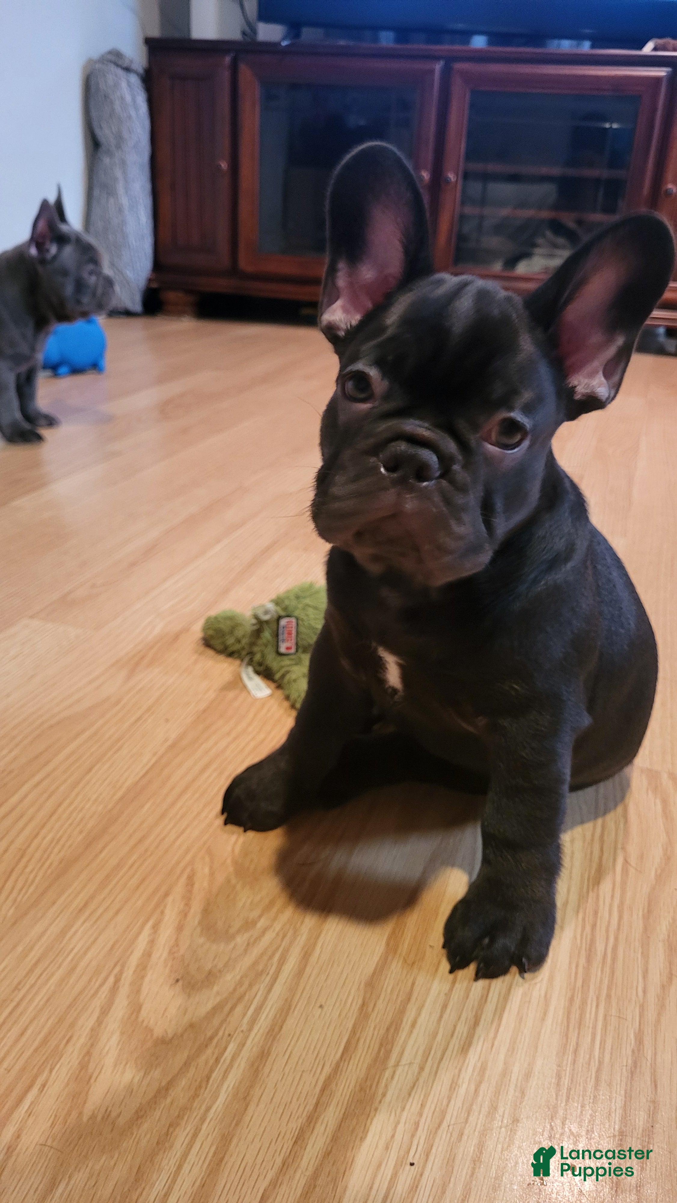 French Bulldog dogs Koda puppy number 6 - Ad 36