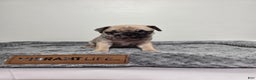 Pug dogs for sale: Pug Puppy Maggie  - Ad 3
