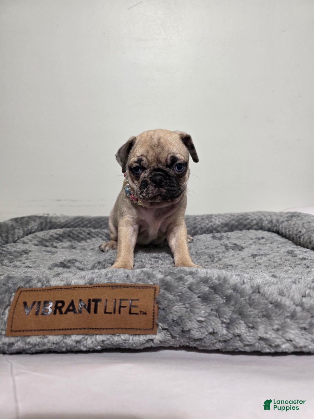 Pug dogs for sale: Pug Puppy Maggie  - Ad 3