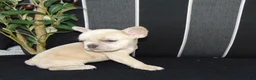 French Bulldog dogs for sale: Minnie - Ad 10