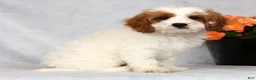 Cavapoo dogs for sale: Easton - Ad 8