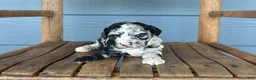 Cavapoo dogs for sale: Scroll - Ad 3