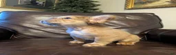 French Bulldog dogs for sale: Groot - Ad 4