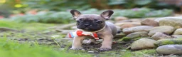 French Bulldog dogs for sale: Benny - Ad 5