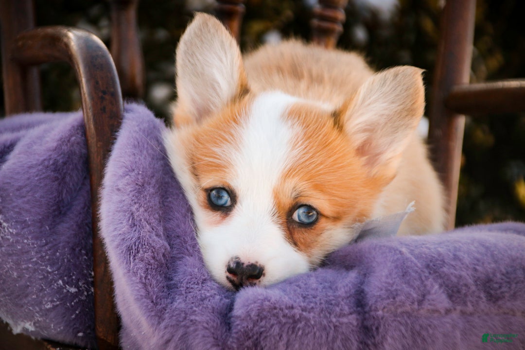 Welsh Corgi Pembroke dogs for sale: Elsa - Ad 8