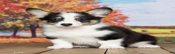 Welsh Corgi Pembroke dogs for sale: Jax - Ad 2