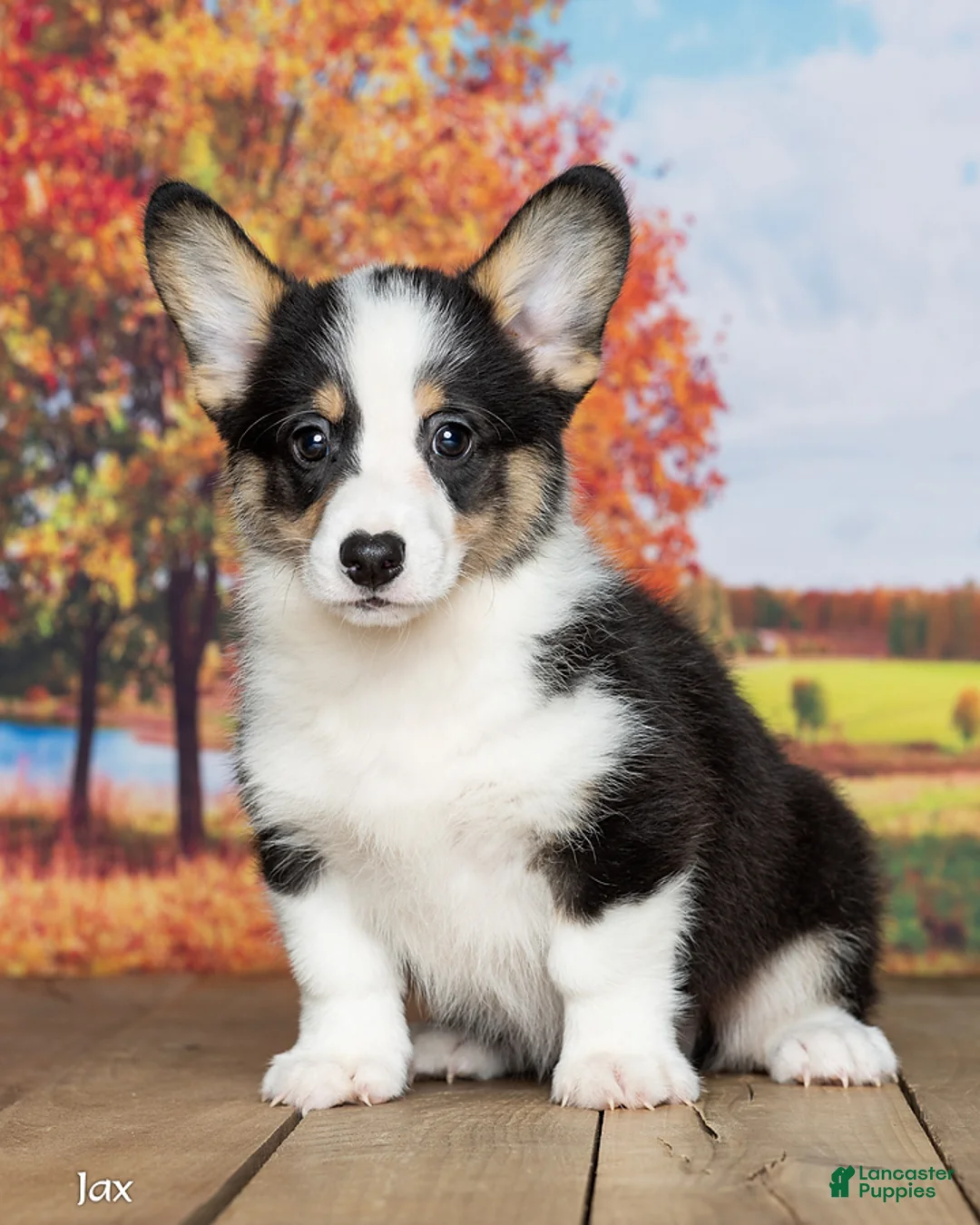 Welsh Corgi Pembroke dogs for sale: Jax - Ad 2