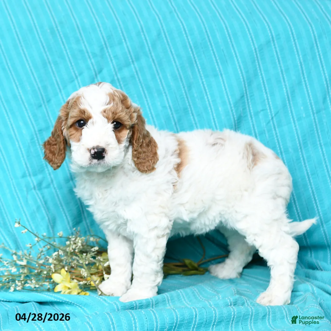 Goldendoodle dogs for sale: Rhapsody - Ad 2