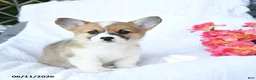Welsh Corgi Pembroke dogs for sale: Koko - Ad 4