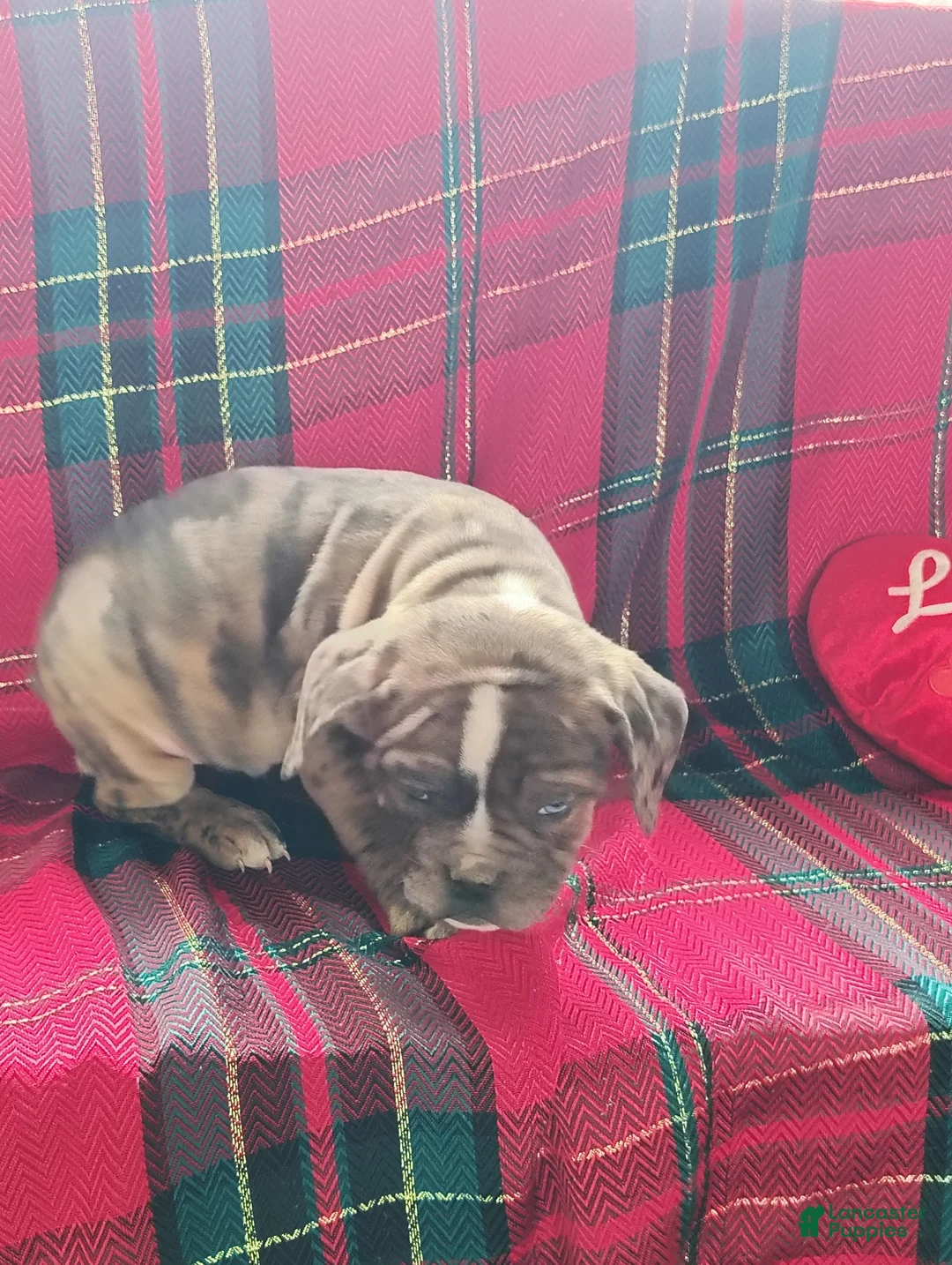 Olde English Bulldogge dogs for sale: Benji - Ad 2