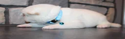 Akita dogs for sale: AKC Ice - Ad 6