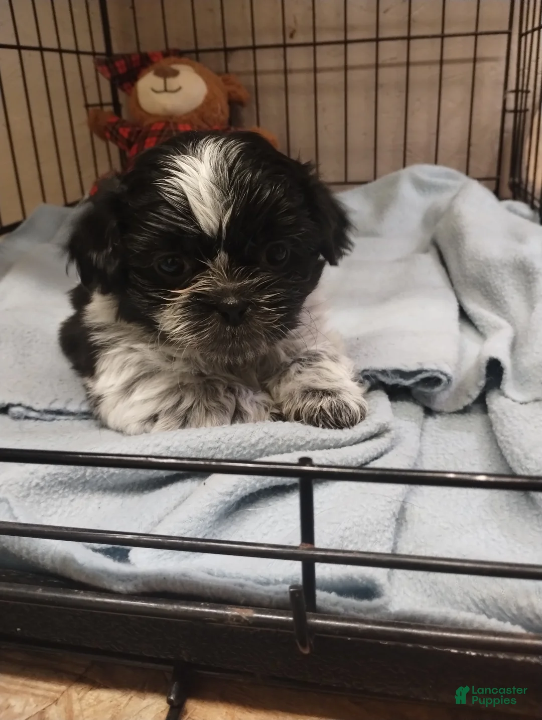 Shih Tzu dogs for sale: Summer - Ad 2