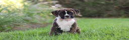 Boxer dogs for sale: Lacy - Ad 7