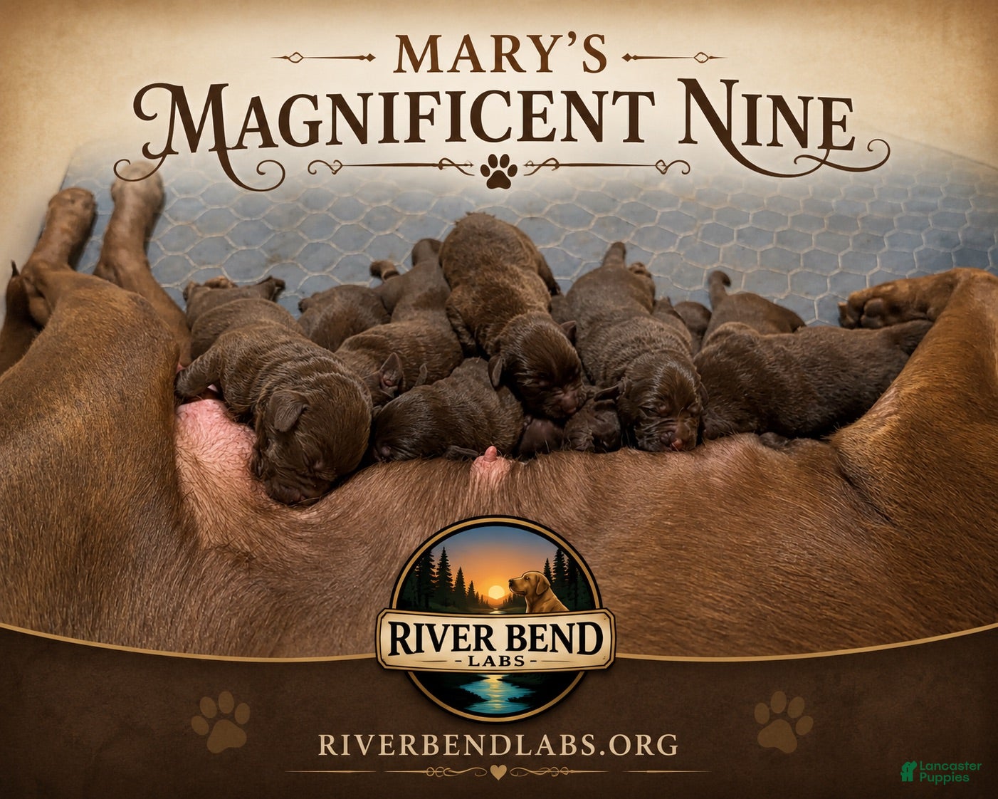 Labrador Retriever dogs Ms. Yellow - Ad 2
