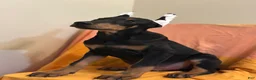 Doberman Pinscher dogs for sale: Black/Rust Male Doberman  - Ad 2