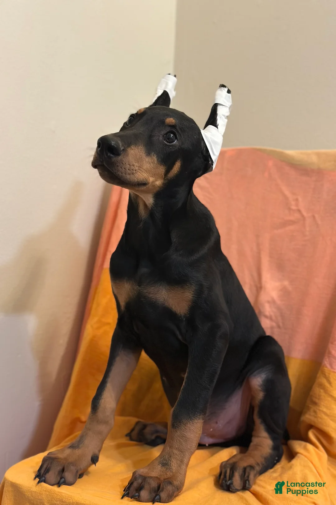 Doberman Pinscher dogs for sale: Black/Rust Male Doberman  - Ad 2