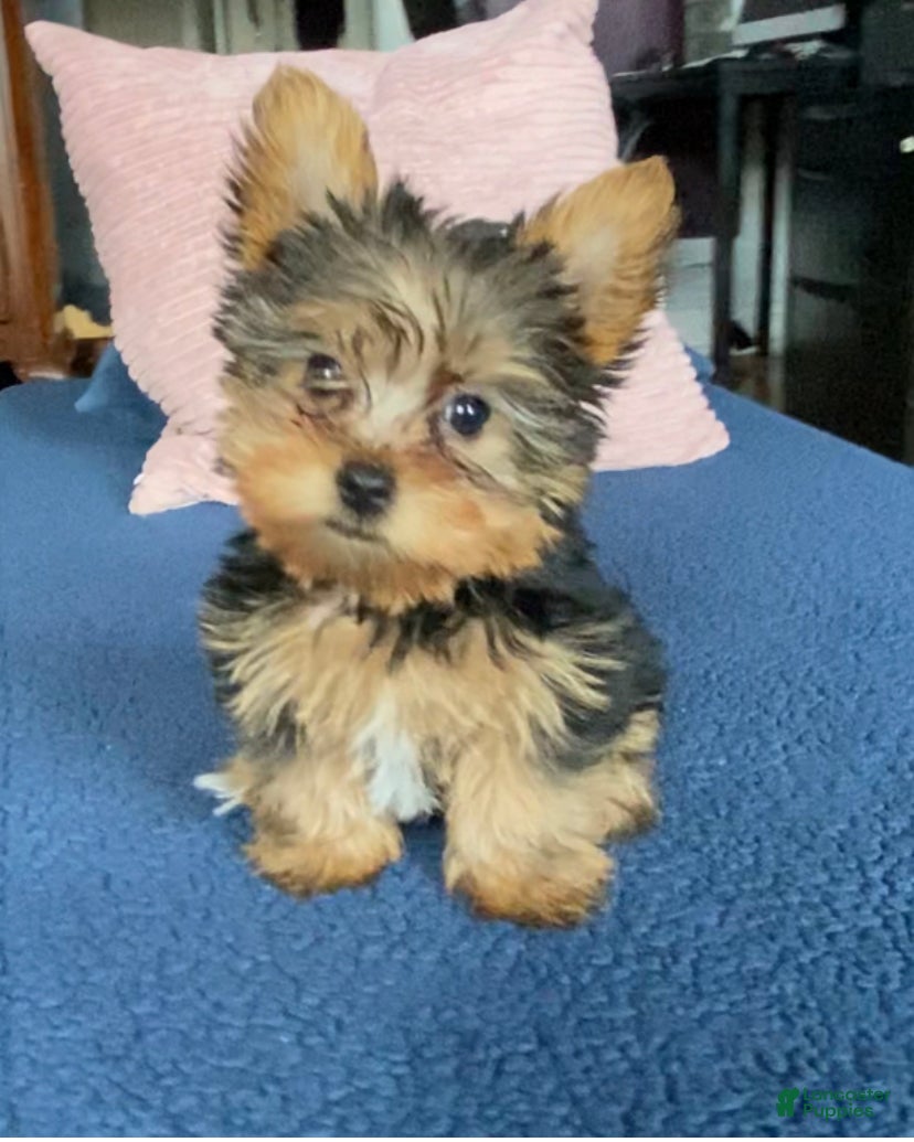 Yorkshire Terrier dogs Fifi - Ad 2