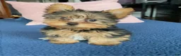 Yorkshire Terrier dogs for sale: Fifi - Ad 2