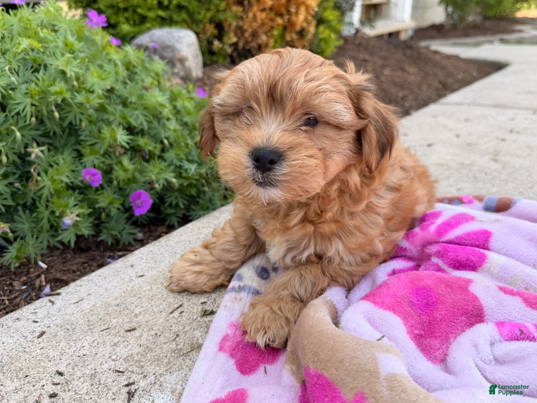 Shorkie dogs for sale: Pinch  - Ad 6