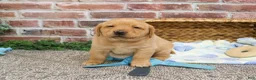 Labrador Retriever dogs for sale: Dustin - Ad 3