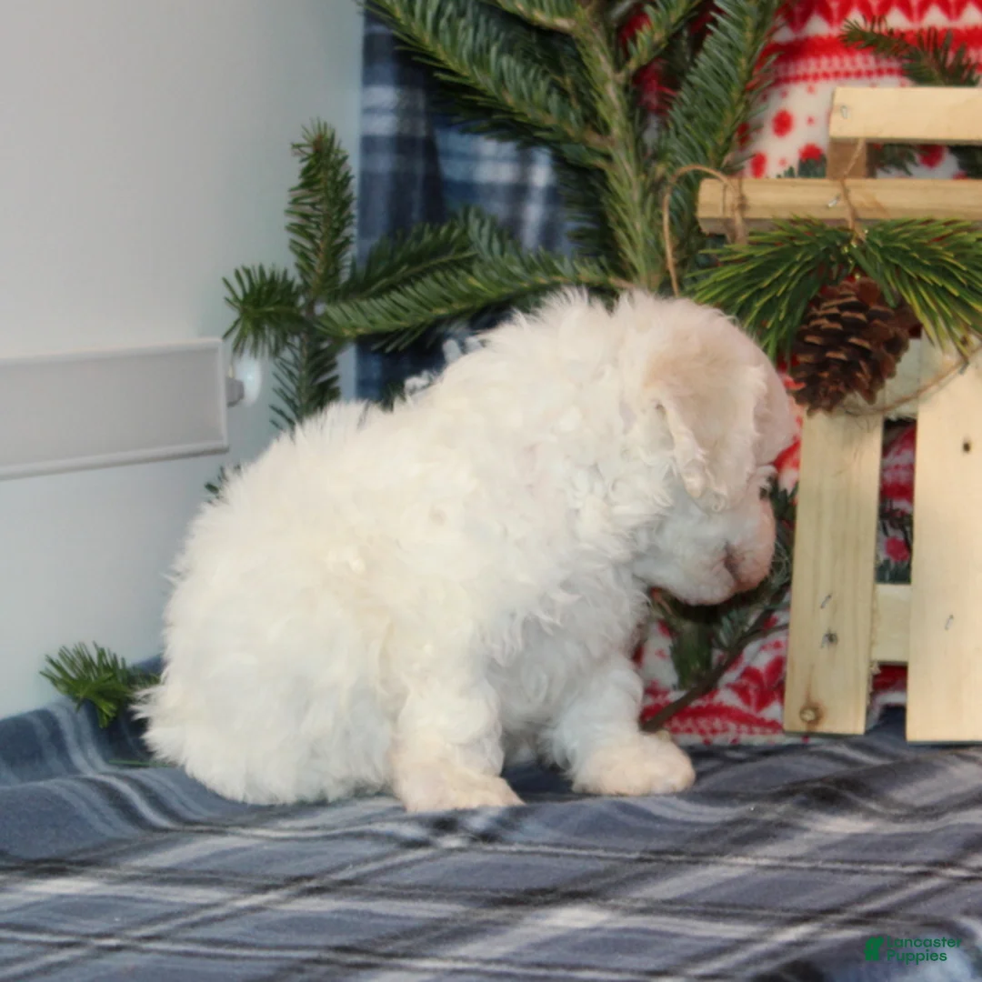 Bichon Frise dogs for sale: Isabella - Ad 3