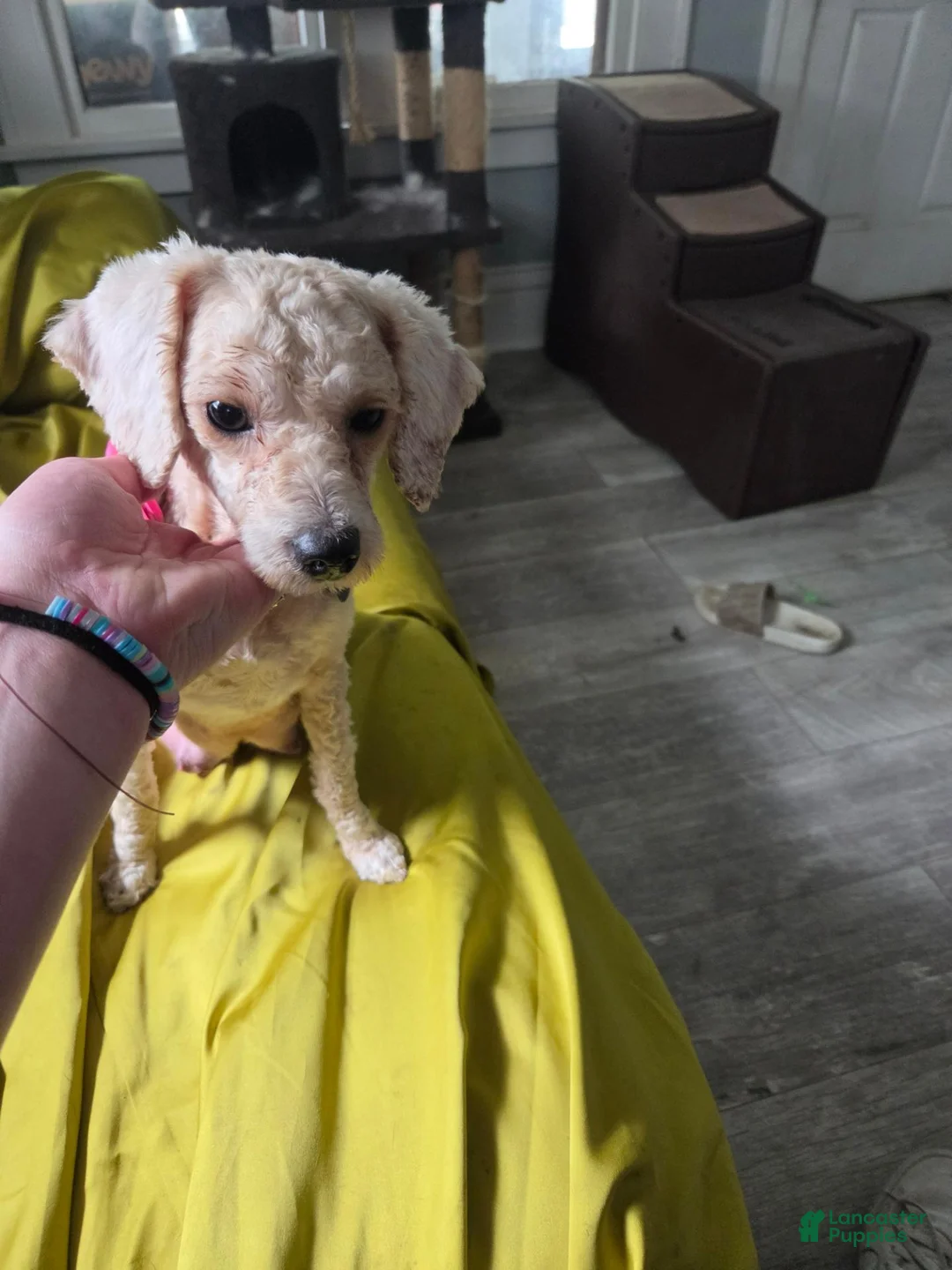 Eskipoo dogs for sale: Dolly - Ad 2