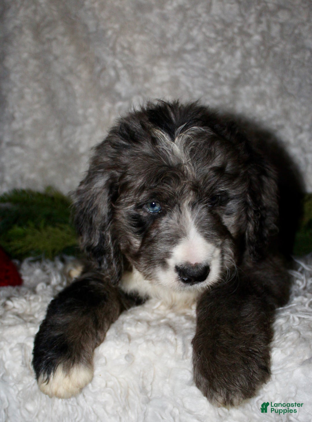 Bernedoodle dogs for sale: Buddy - Ad 6