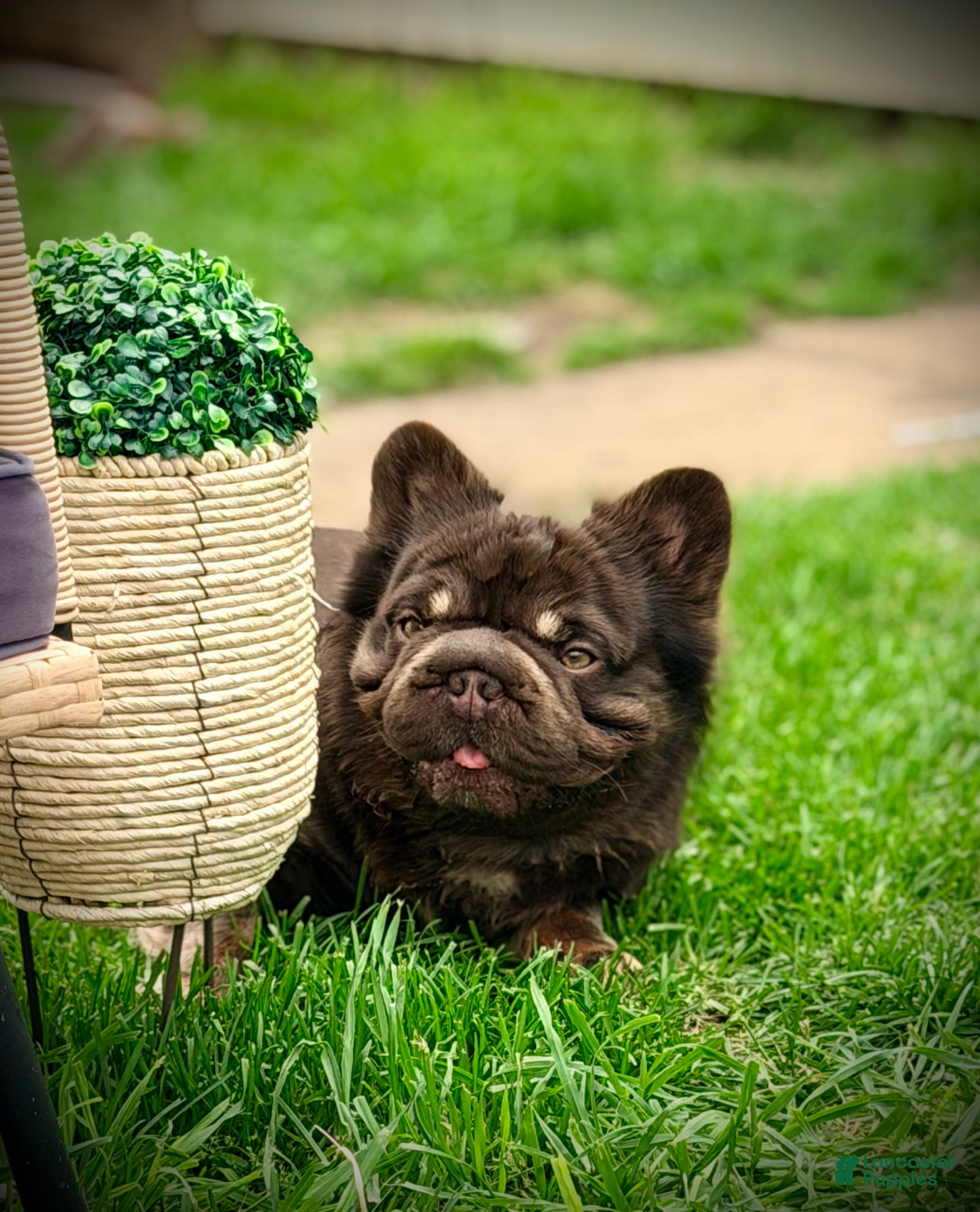French Bulldog dogs Tootsie Rope - Ad 9