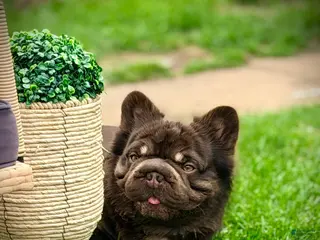 French Bulldog dogs Tootsie Rope - Ad 9