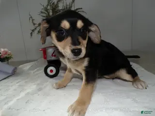 Mixed Breed dogs Mixed Breed Puppy 4 Missy - Ad 14