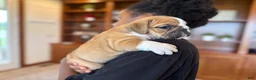 English Bulldog dogs for sale: Sarge - Ad 5