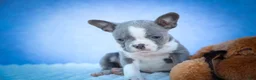 Frenchton dogs for sale: Pumpkin 🎃 - Ad 6