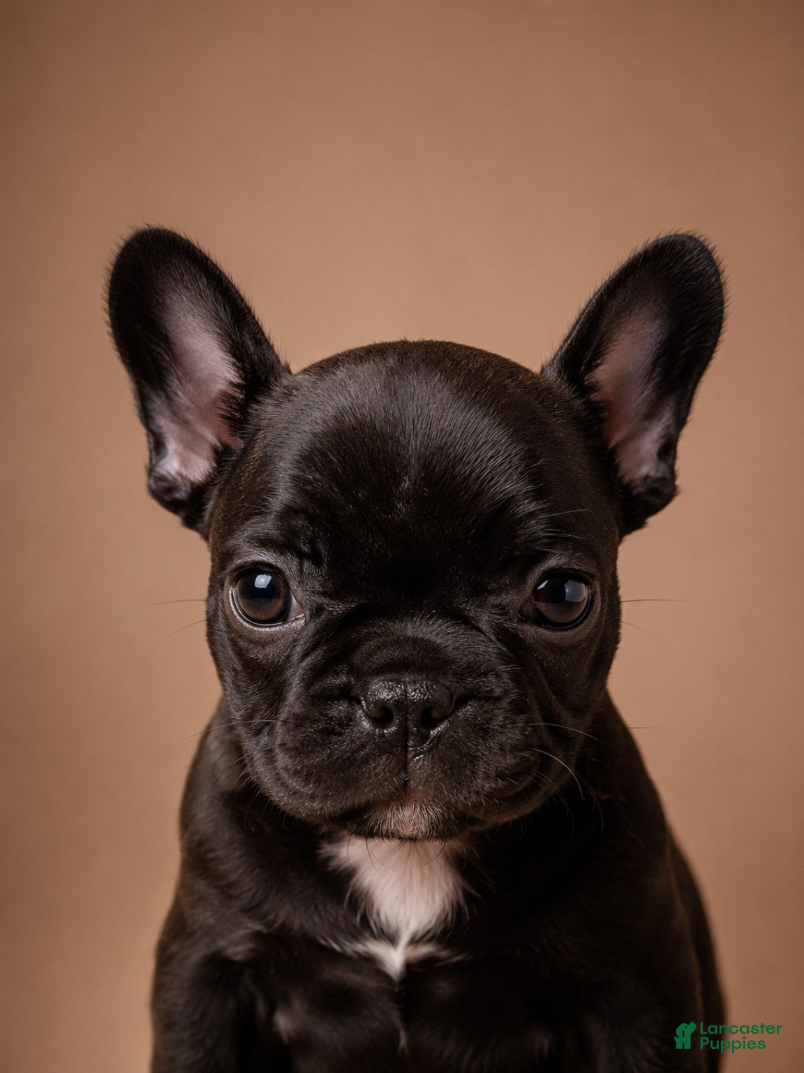 French Bulldog dogs Miley - Ad 37