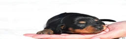 Miniature Dachshund dogs for sale: Howard - Ad 9