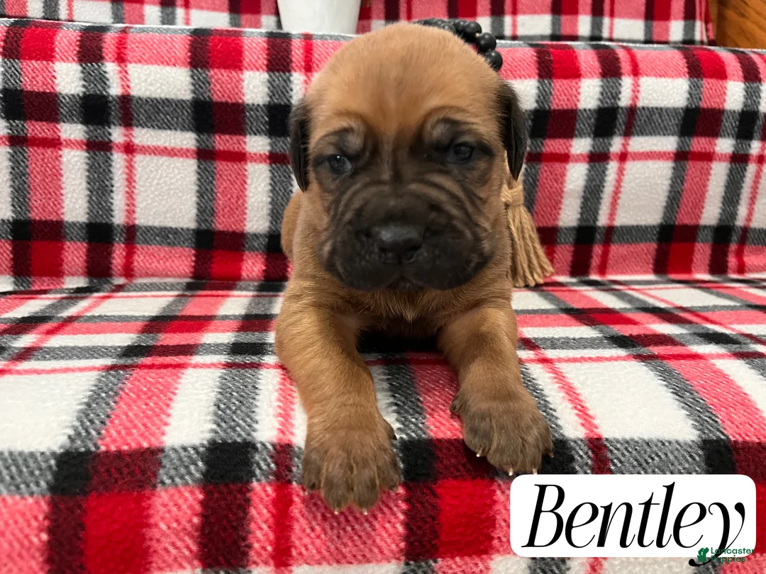 Cane Corso dogs for sale: Nikki - Ad 53