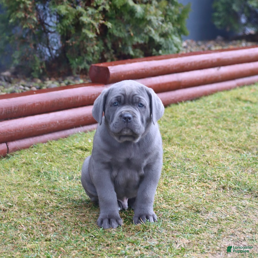 Cane Corso dogs Gnome - Ad 1