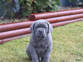 Cane Corso dogs for sale: Gnome - Ad 2