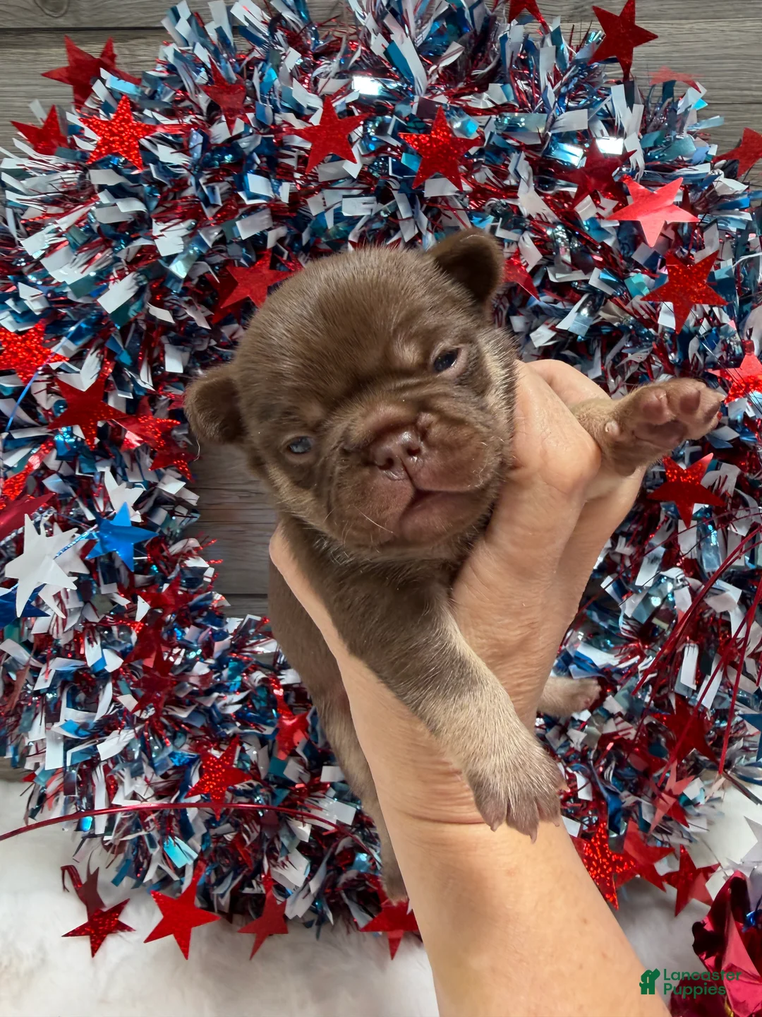 French Bulldog dogs for sale: Desert - Ad 2