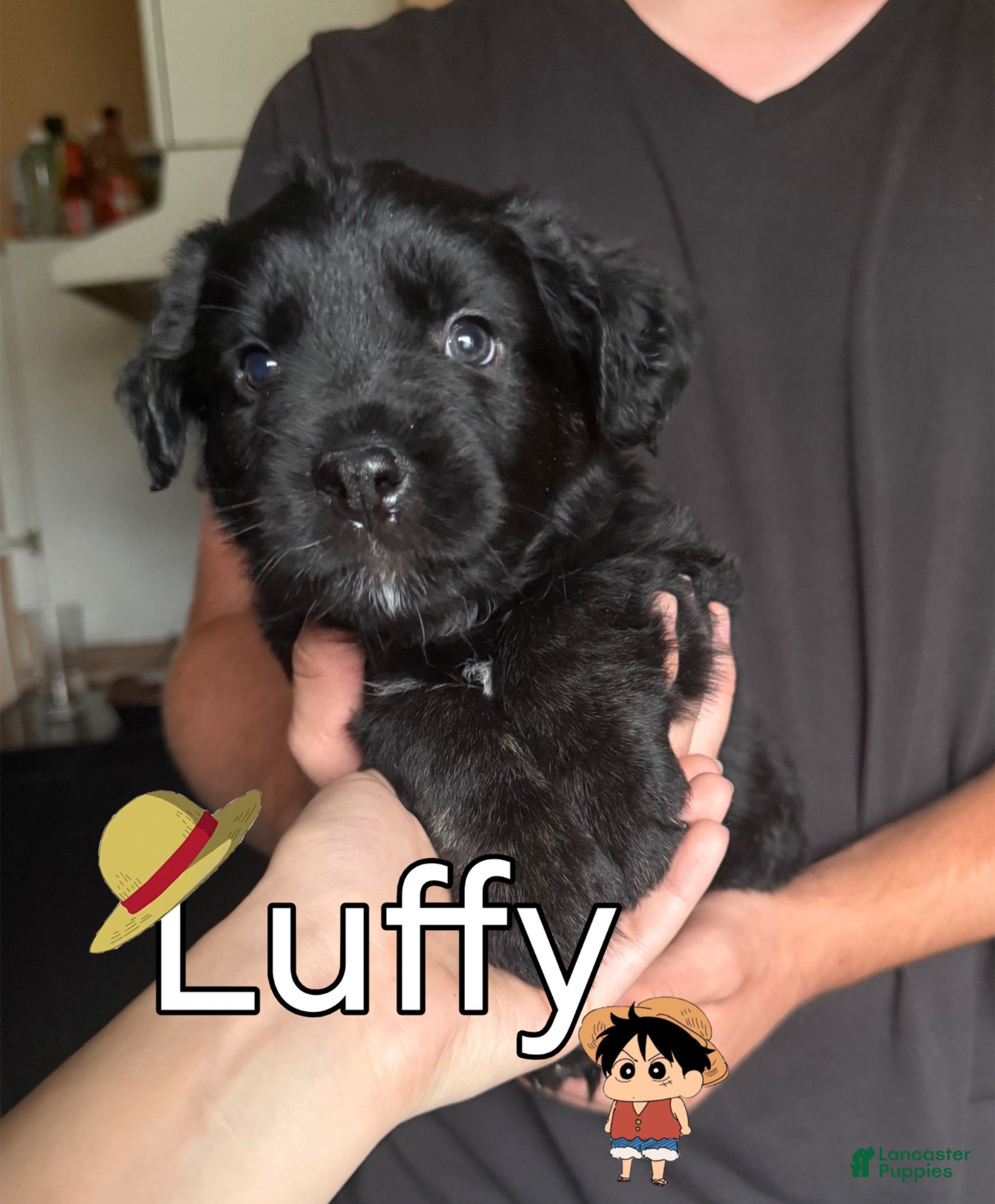 Mixed Breed dogs Luffy - Ad 29