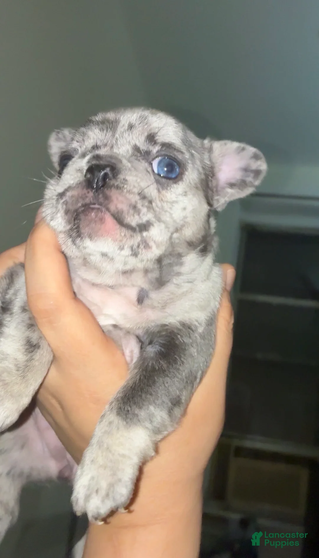 French Bulldog dogs for sale: French Bulldog 2 - Ad 1