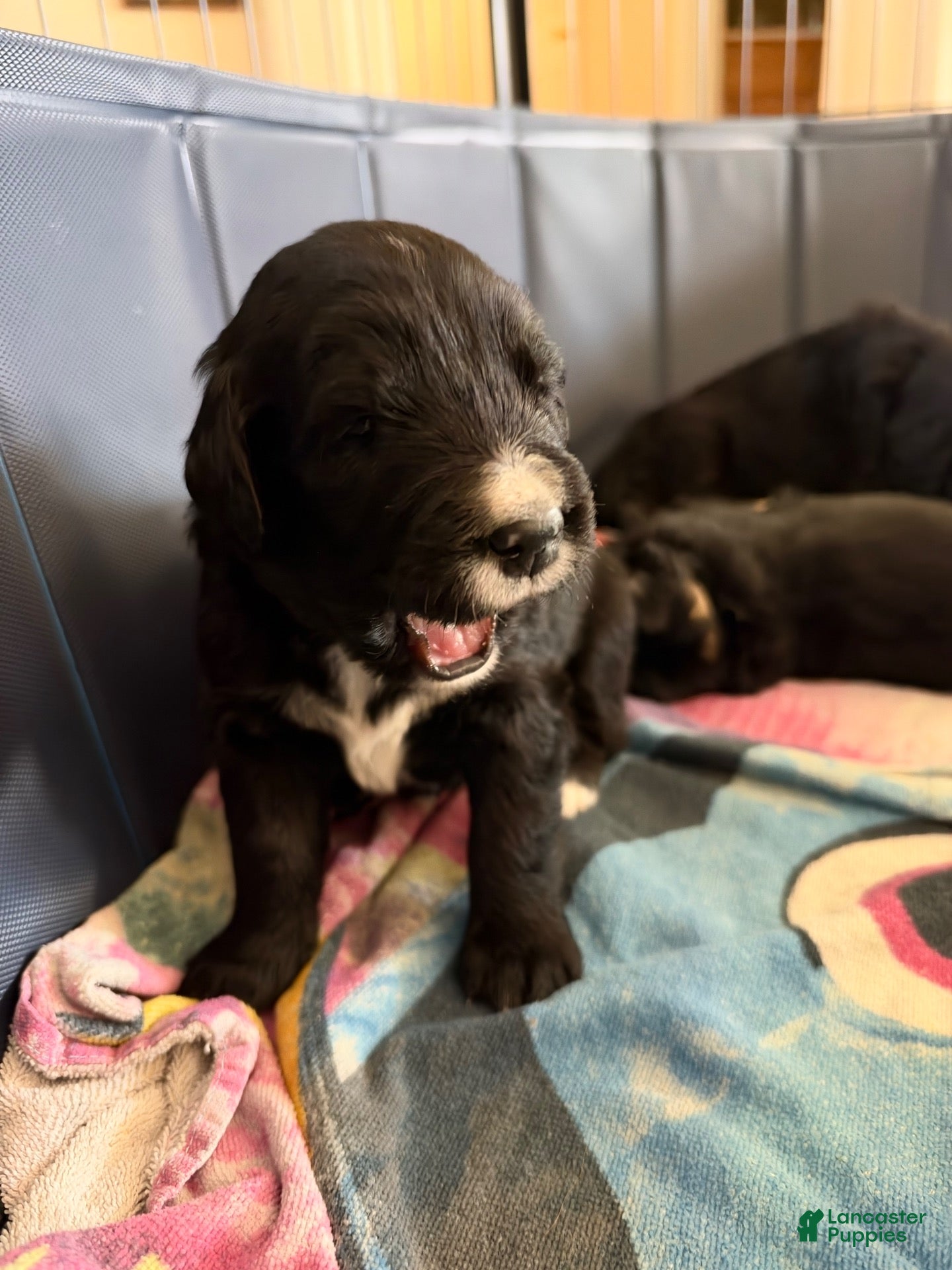 Mixed Breed dogs for sale: White collar - Ad 41